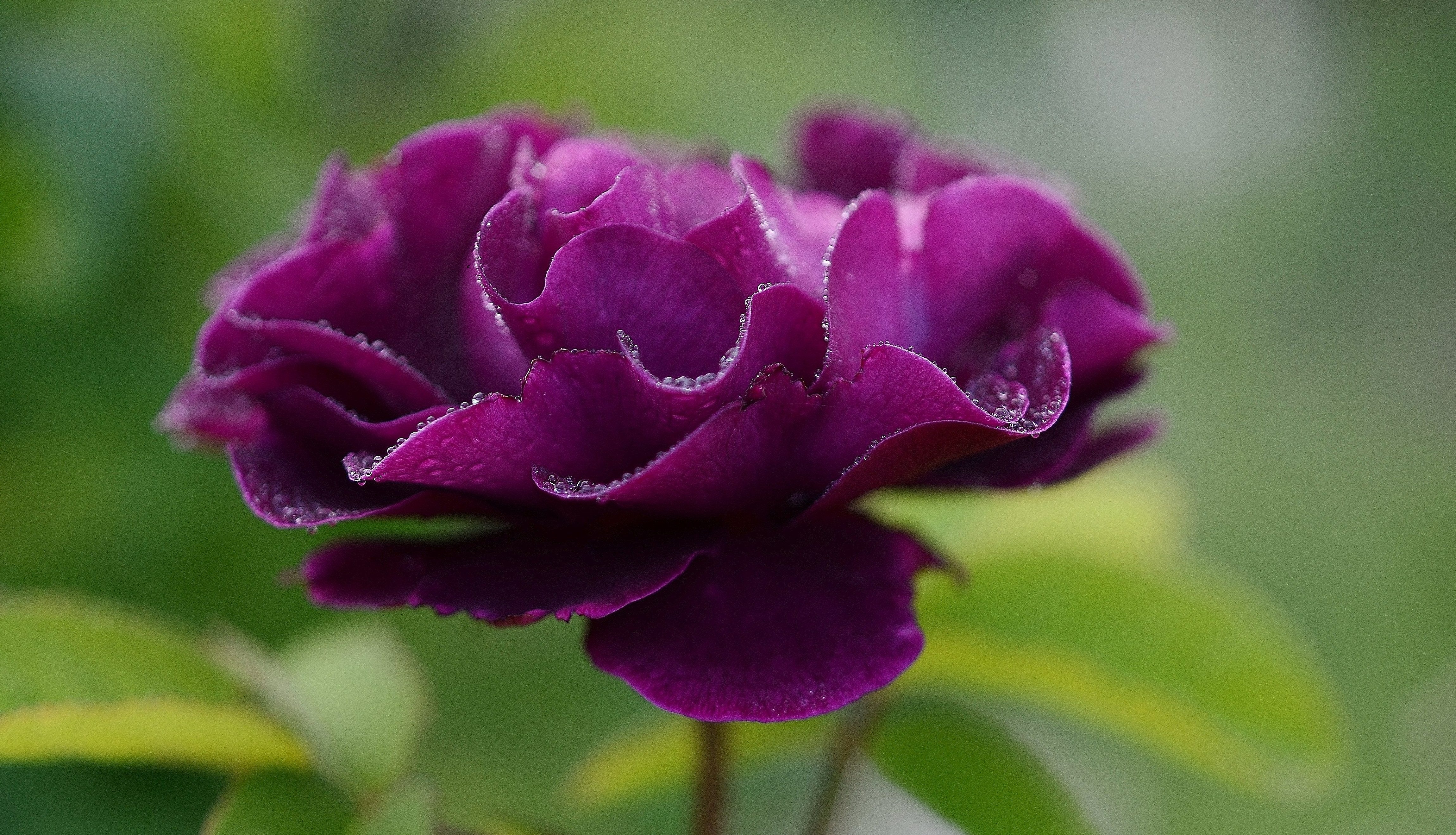 purple rose